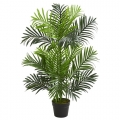 Plant - 3' - Paradise Palm